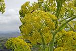 Ferula communis