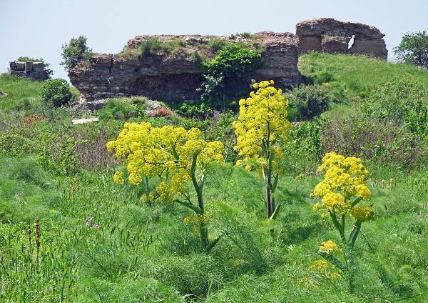 Ferula communis