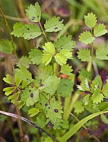 Pimpinella saxifraga