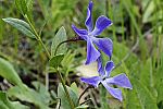 Vinca herbacea