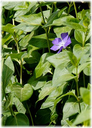 Vinca major