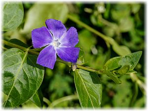 Vinca major