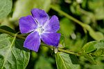 Vinca major