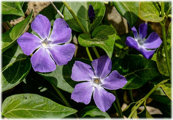 Vinca major