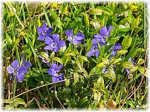 Vinca minor