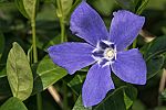 Vinca minor