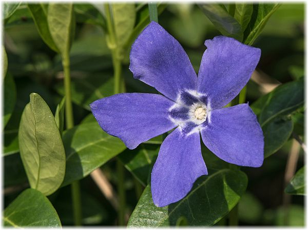 Vinca minor