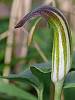Arisarum proboscideum