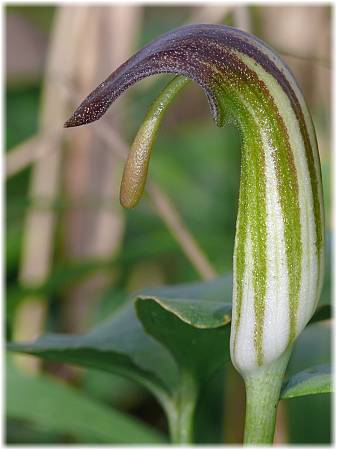 Arisarum proboscideum