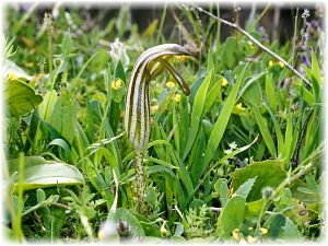 Arisarum vulgare