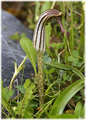 Arisarum vulgare