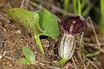 Arisarum vulgare