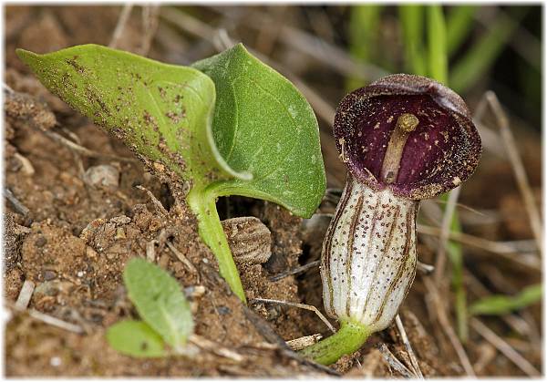 Arisarum vulgare