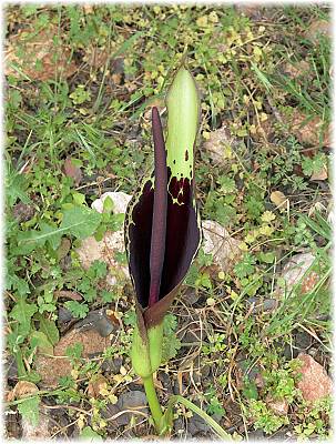 Arum dioscoridis