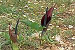 Arum dioscoridis