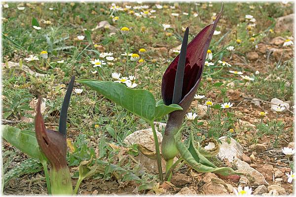 Arum dioscoridis