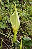 Arum italicum