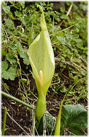 Arum italicum