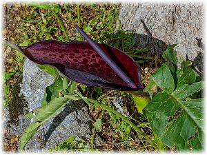 Dracunculus vulgaris