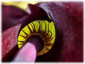 Dracunculus vulgaris