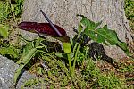 Dracunculus vulgaris