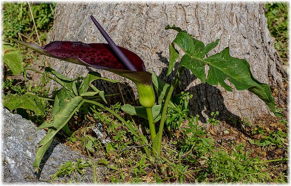 Dracunculus vulgaris