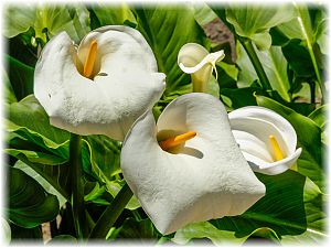 Zantedeschia aethiopica