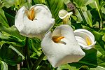 Zantedeschia aethiopica - Calla