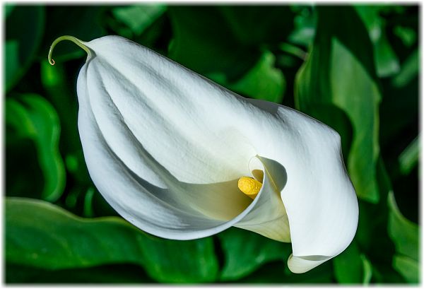 Zantedeschia aethiopica