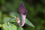 Aristolochia baetica