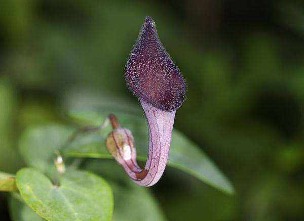 Aristolochia baetica