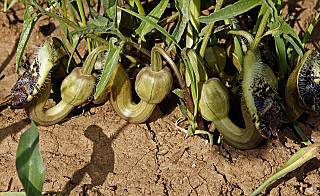 Aristolochia bottae