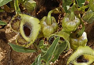 Aristolochia bottae