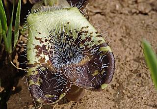 Aristolochia bottae