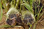 Aristolochia bottae