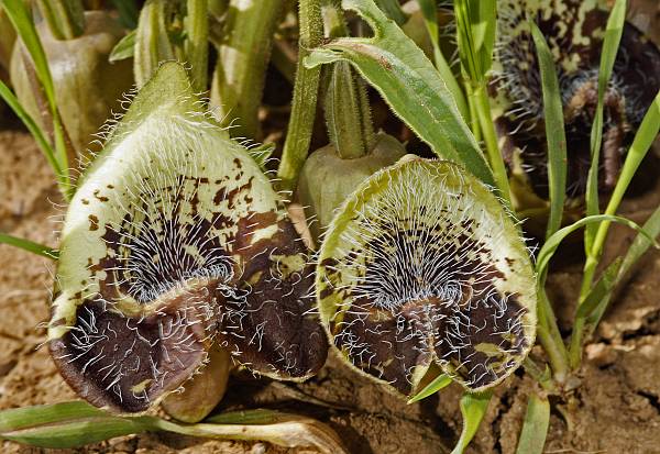 Aristolochia bottae