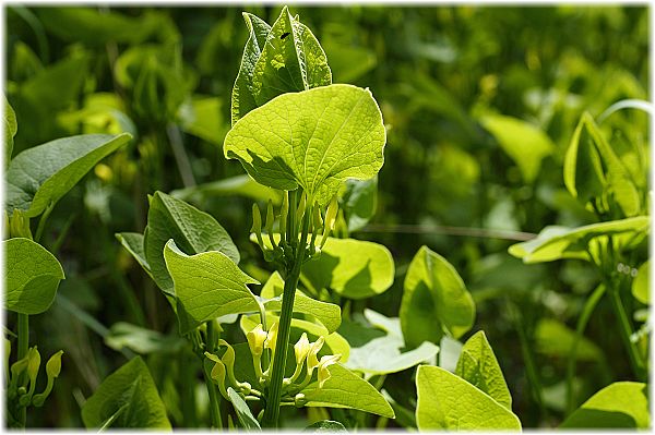 Aristolochia clematis