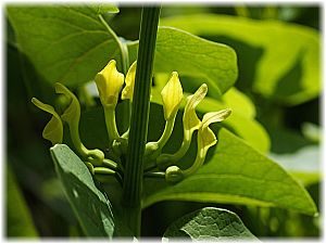 Aristolochia clematis