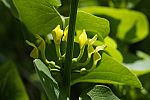 Aristolochia clematitis