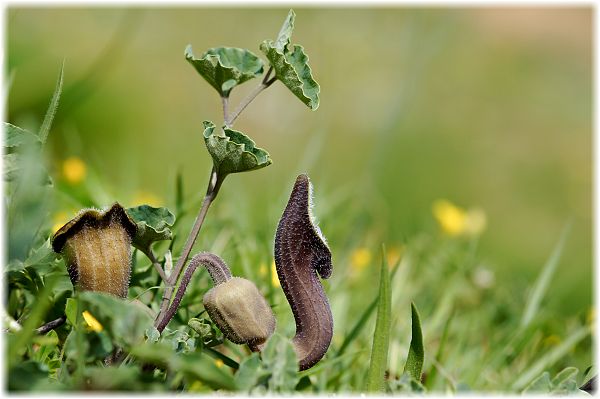 Aristolochia cretica