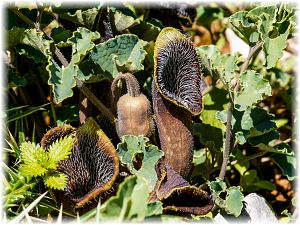 Aristolochia cretica