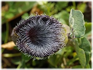 Aristolochia cretica