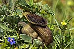 Aristolochia cretica