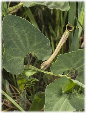 Aristolochia paucinervis