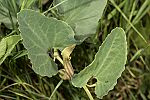 Aristolochia paucinervis