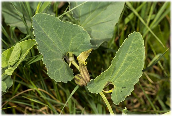 Aristolochia paucinervis