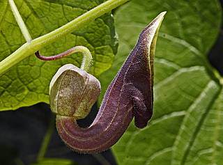 Aristolochia pontica