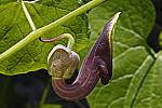 Aristolochia pontica