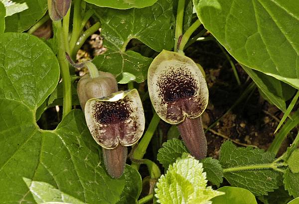 Aristolochia pontica