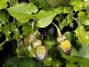 Aristolochia sempervirens